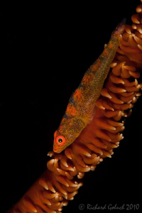 Wire Coral Goby-Lembeh by Richard Goluch 